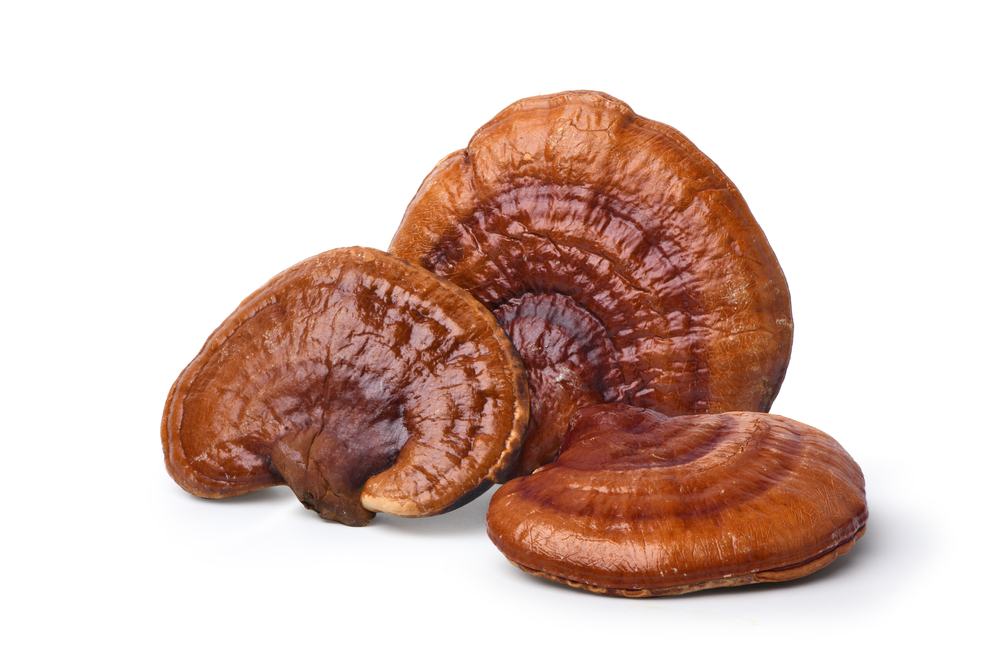 ervená, Reishi, huba, izolovaná, na, bielom, pozadí, orezávanie, cesta.