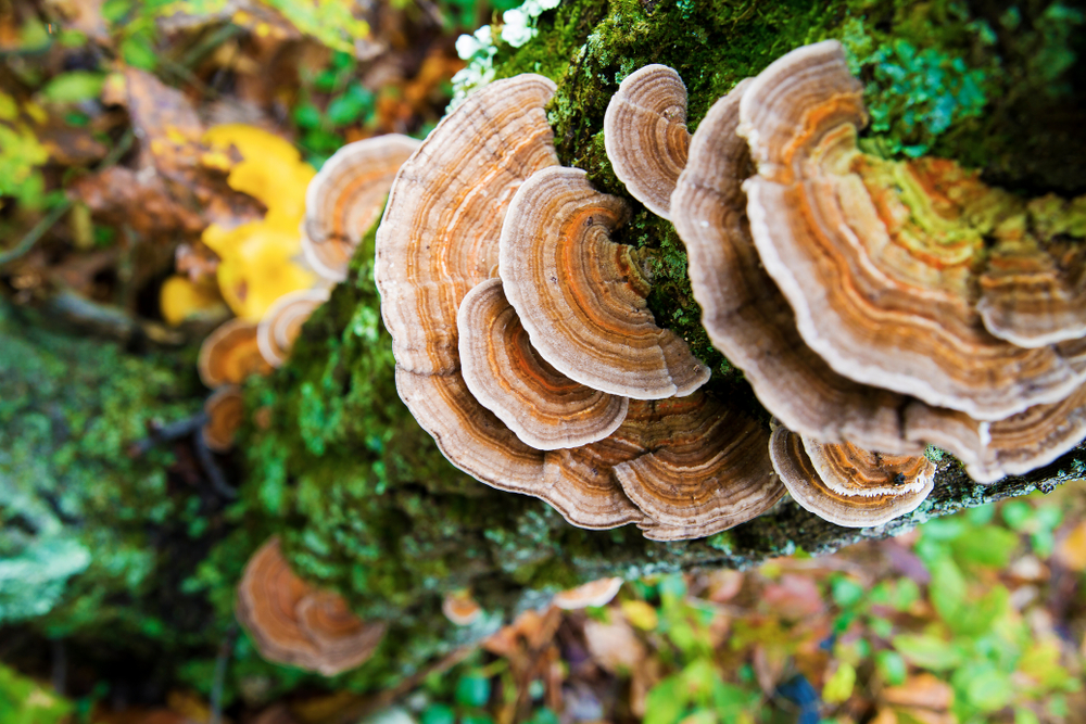 Beautiful,And,Medicinal,Turkey,Tail,Mushrooms