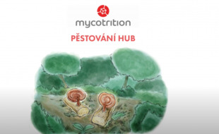 Pestovanie húb