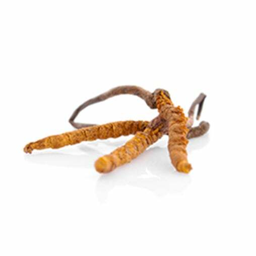 cordyceps