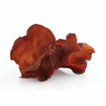 BIO prok Auricularia