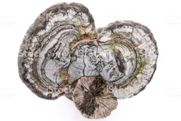 BIO prok Fomes Fomentarius